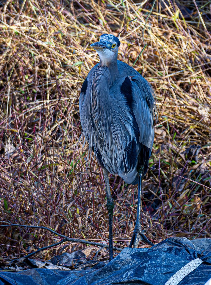 Great Blue Heron - ML644565447