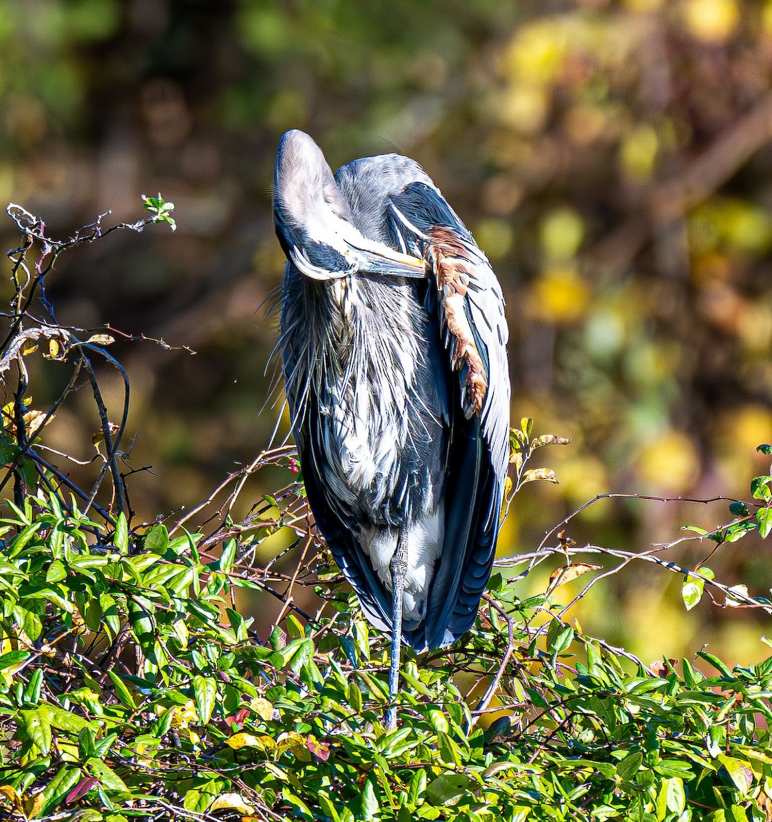 Great Blue Heron - ML644565448