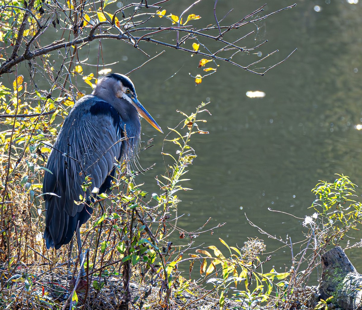 Great Blue Heron - ML644565449