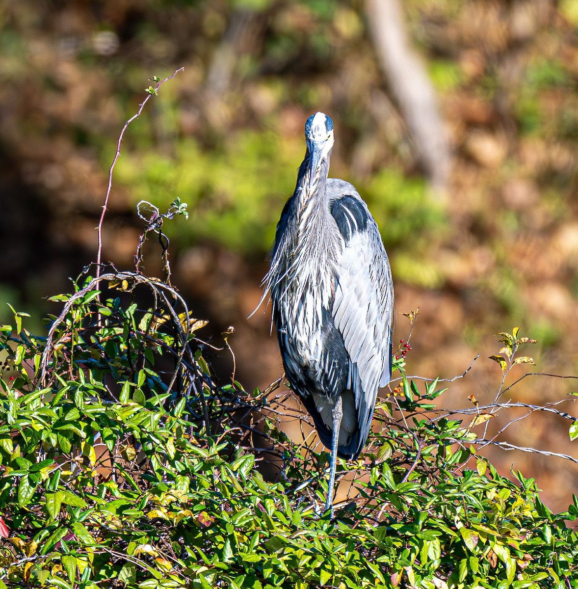 Great Blue Heron - ML644565450