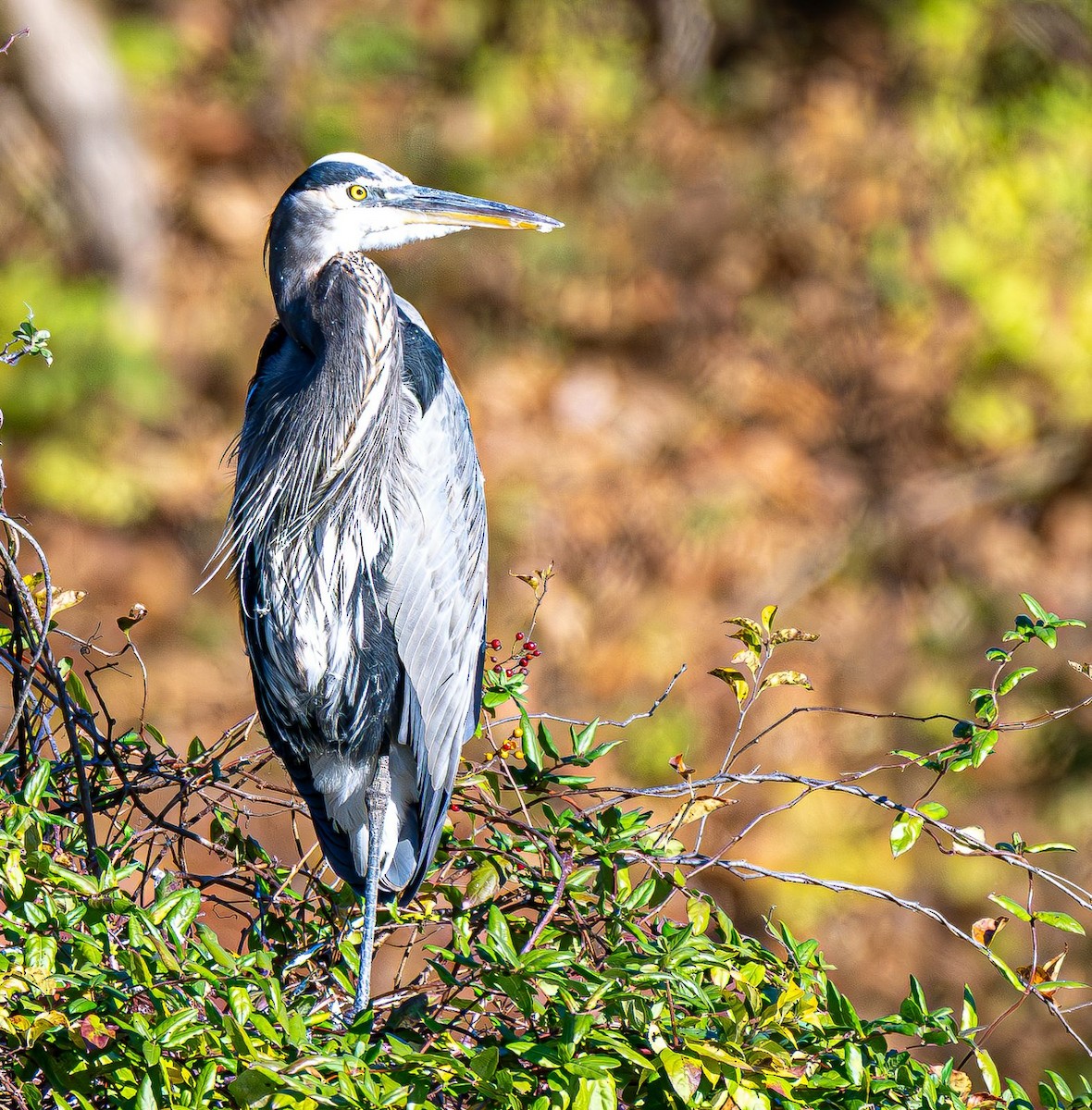 Great Blue Heron - ML644565451
