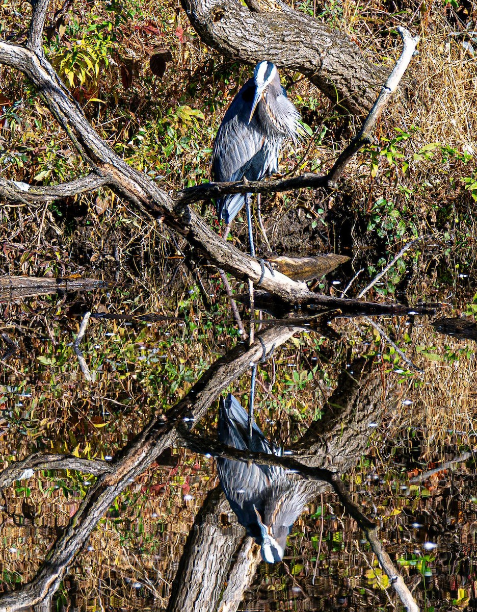 Great Blue Heron - ML644565452