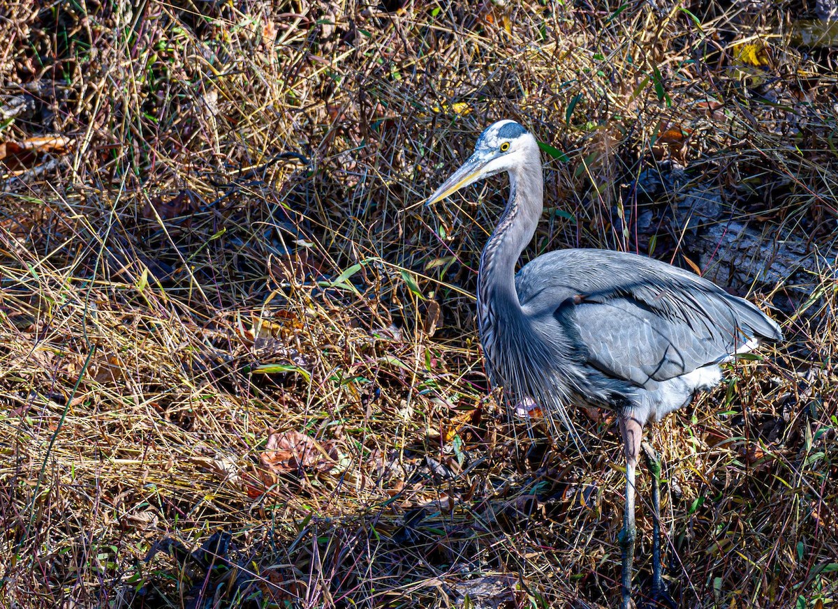 Great Blue Heron - ML644565453