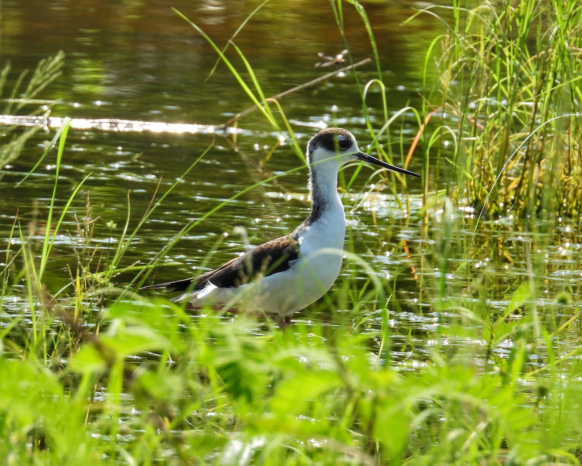 Black-necked Stilt - ML644565455