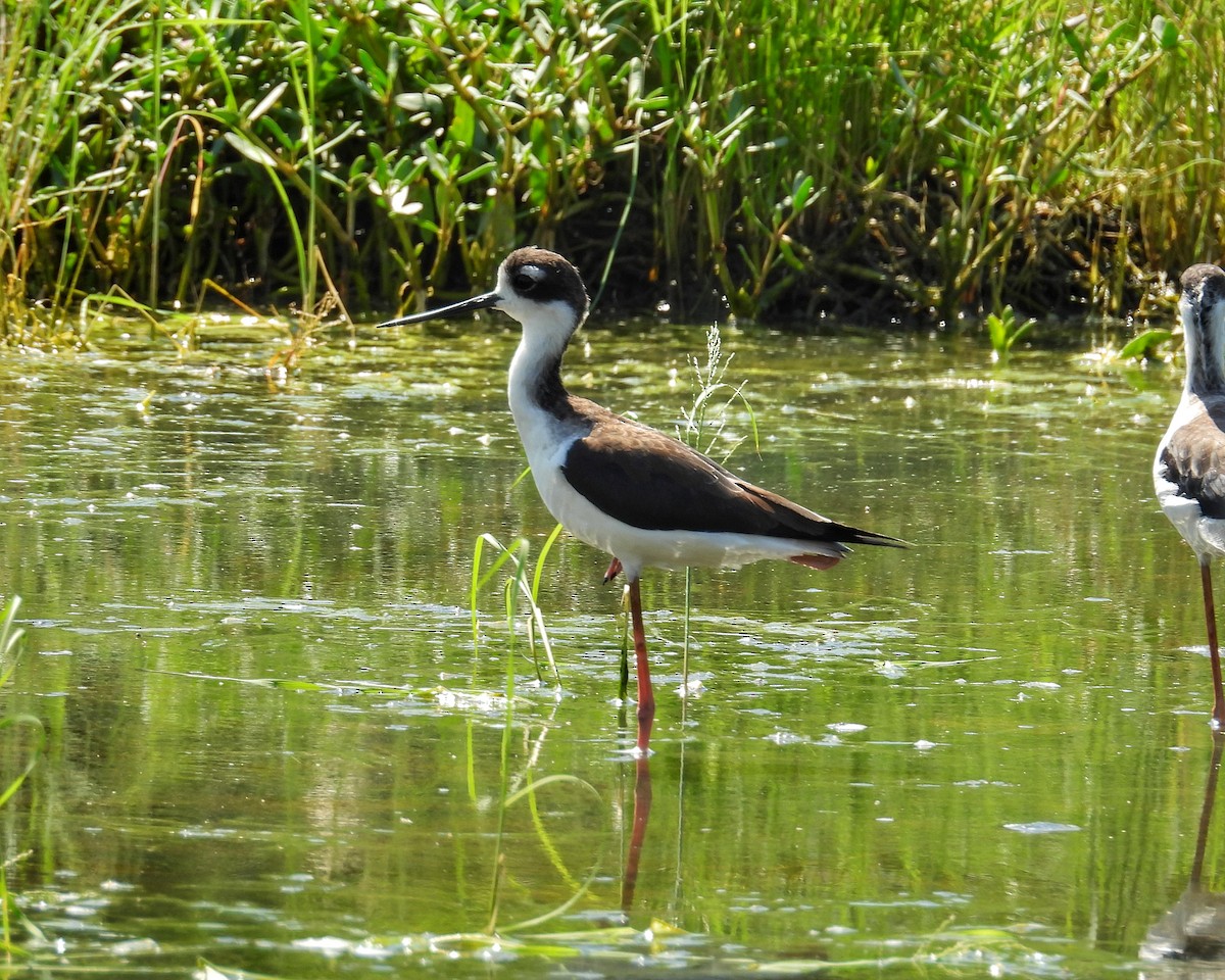 Black-necked Stilt - ML644565456