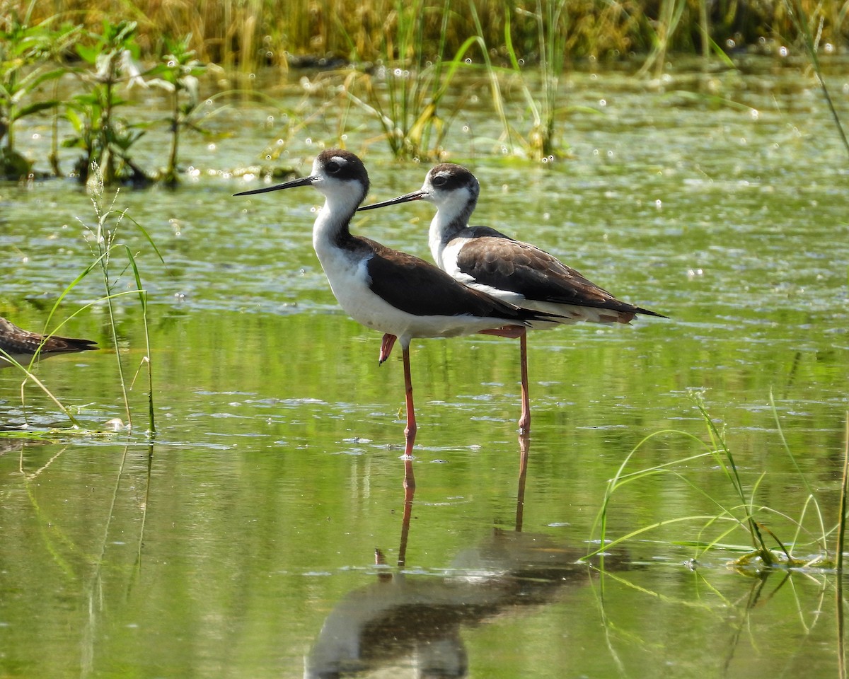 Black-necked Stilt - ML644565458