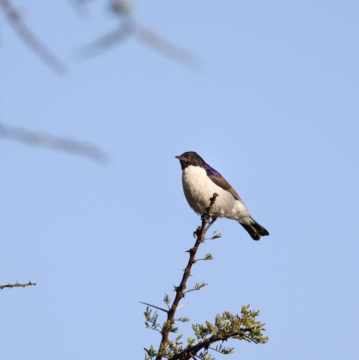 Eastern Violet-backed Sunbird - ML644565461