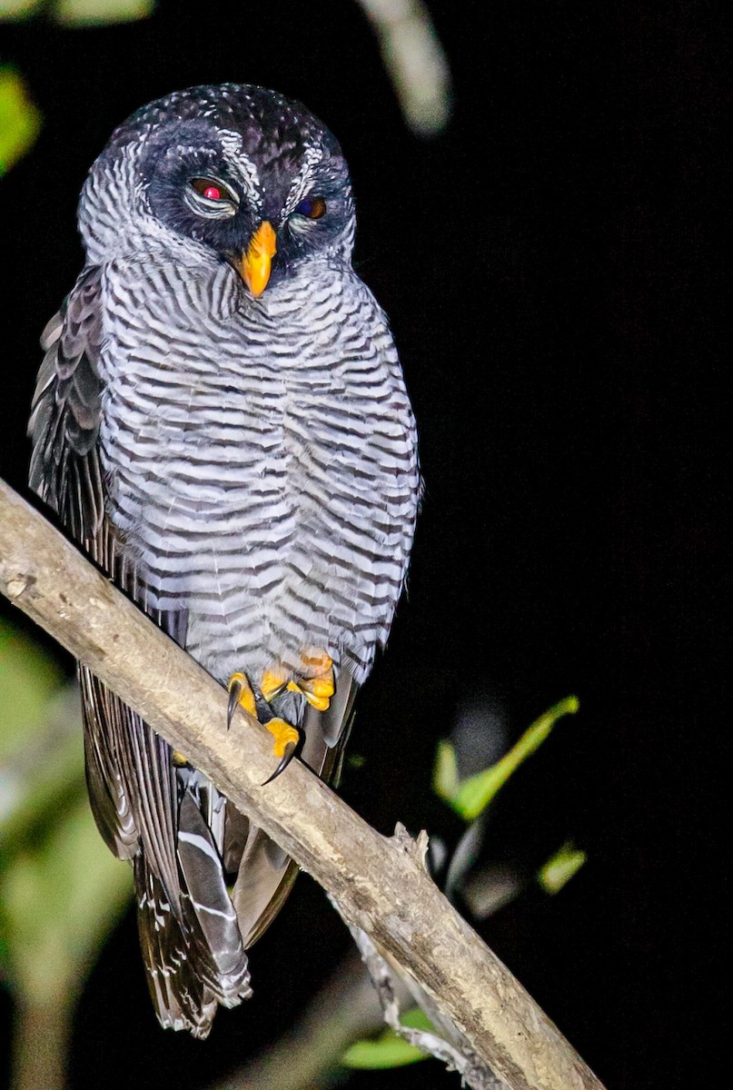 シロクロヒナフクロウ - ML644565463