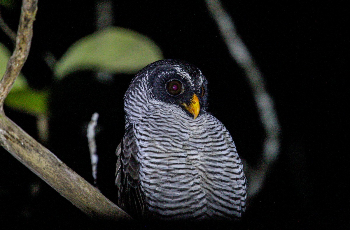 シロクロヒナフクロウ - ML644565467