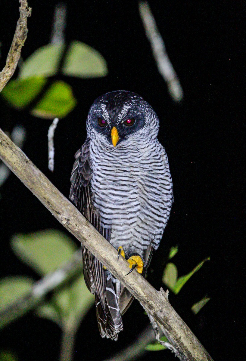 シロクロヒナフクロウ - ML644565468