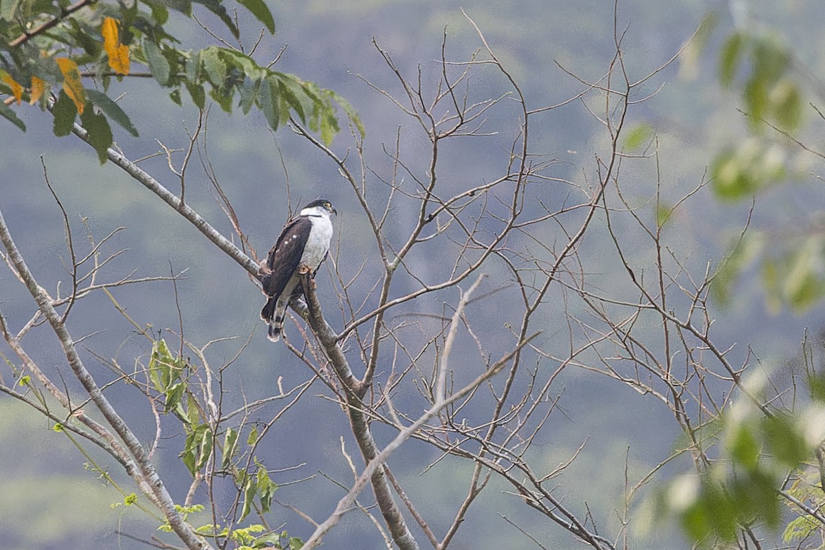 Hook-billed Kite - ML644565471