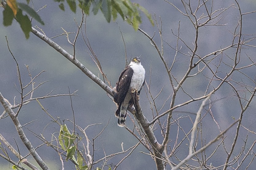 Hook-billed Kite - ML644565472