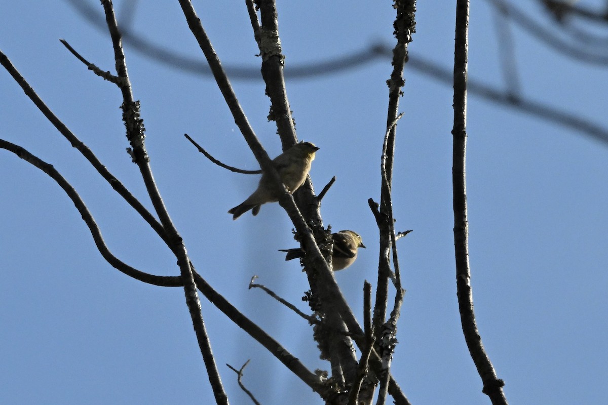 American Goldfinch - ML644565473