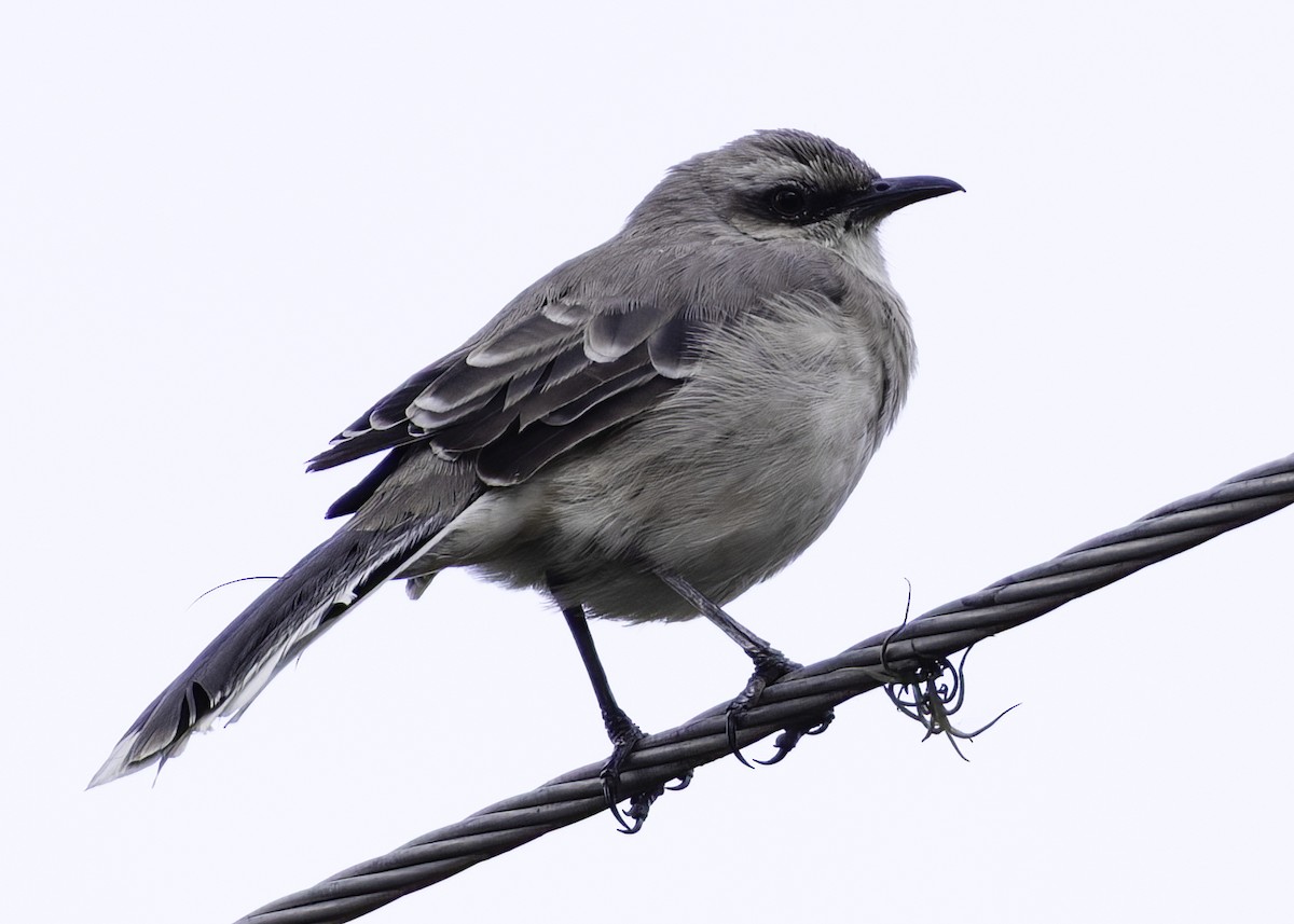Tropical Mockingbird - ML644565479