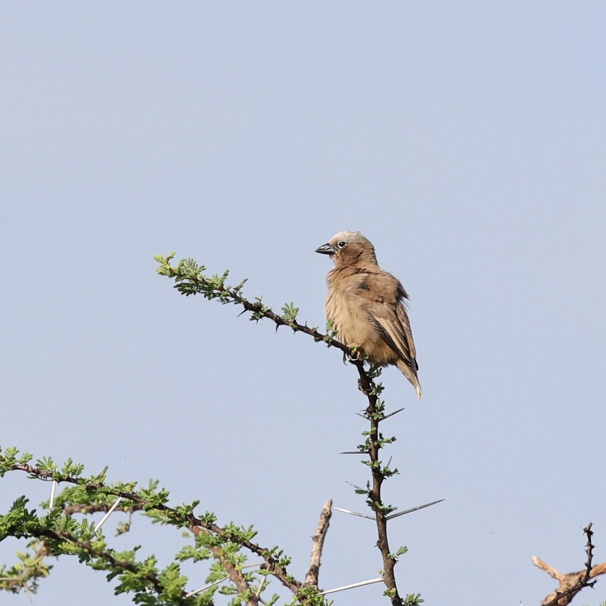 Gray-capped Social-Weaver - ML644565481