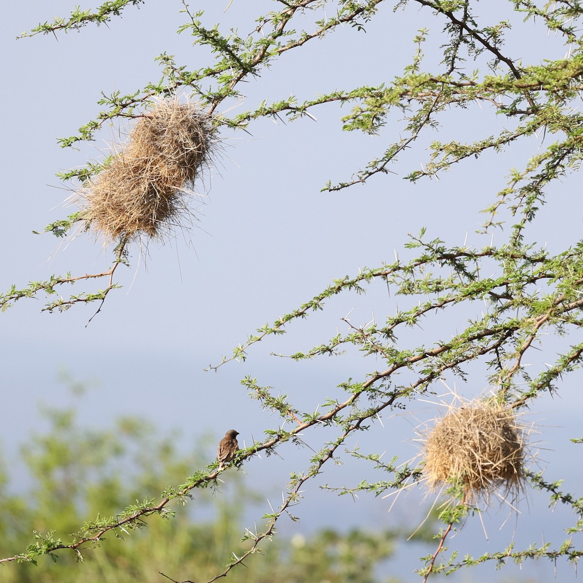 Gray-capped Social-Weaver - ML644565483