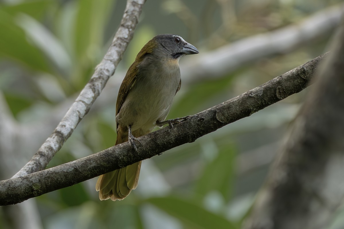 Buff-throated Saltator - ML644565484
