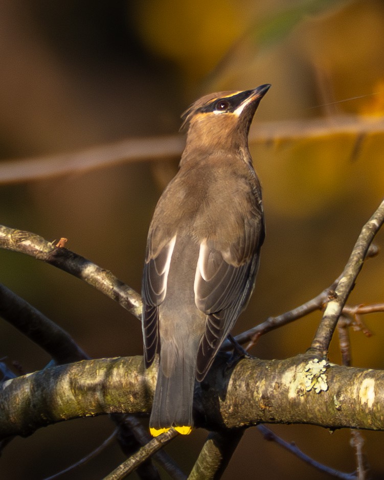 einersidensvans - ML644565486