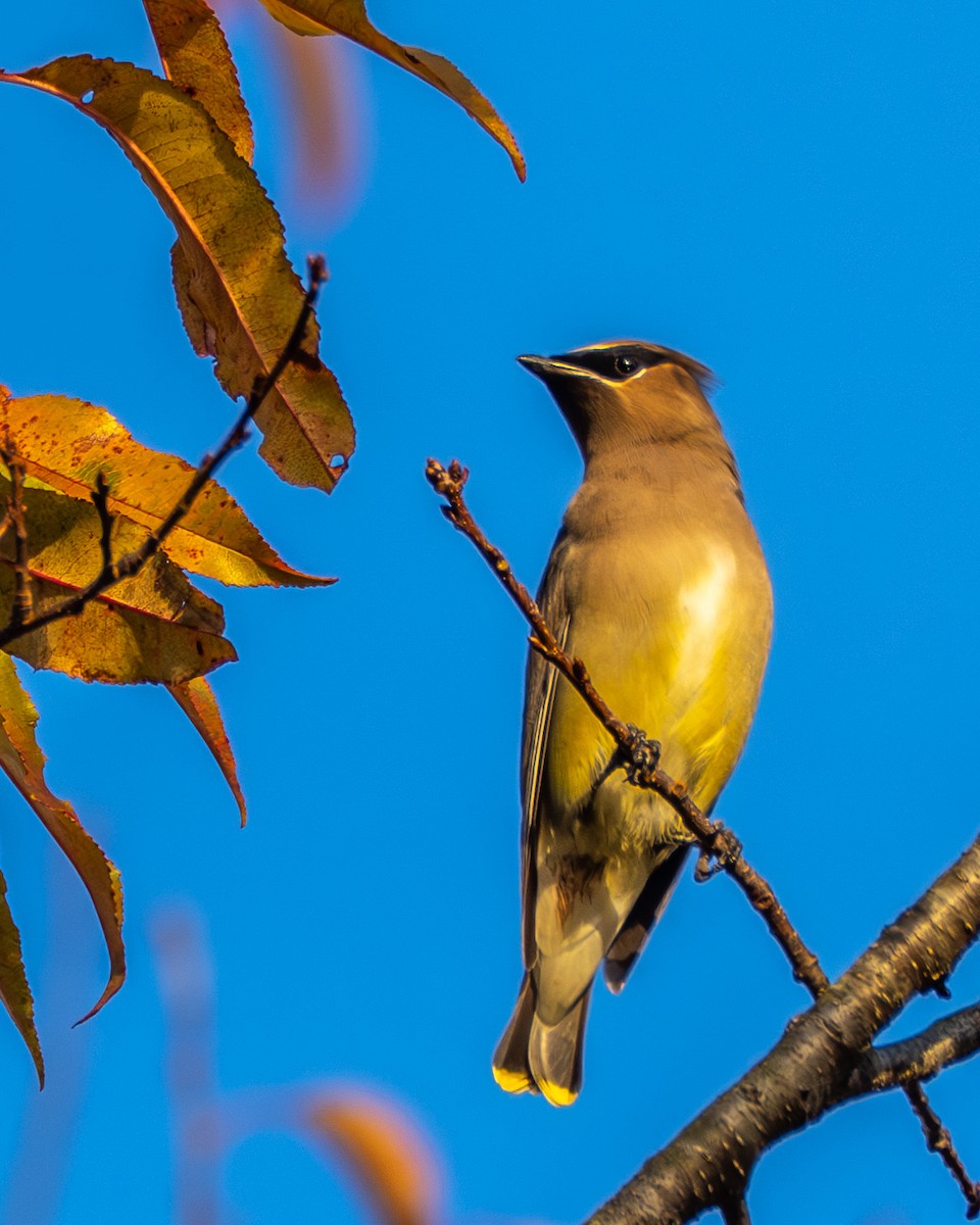 einersidensvans - ML644565488