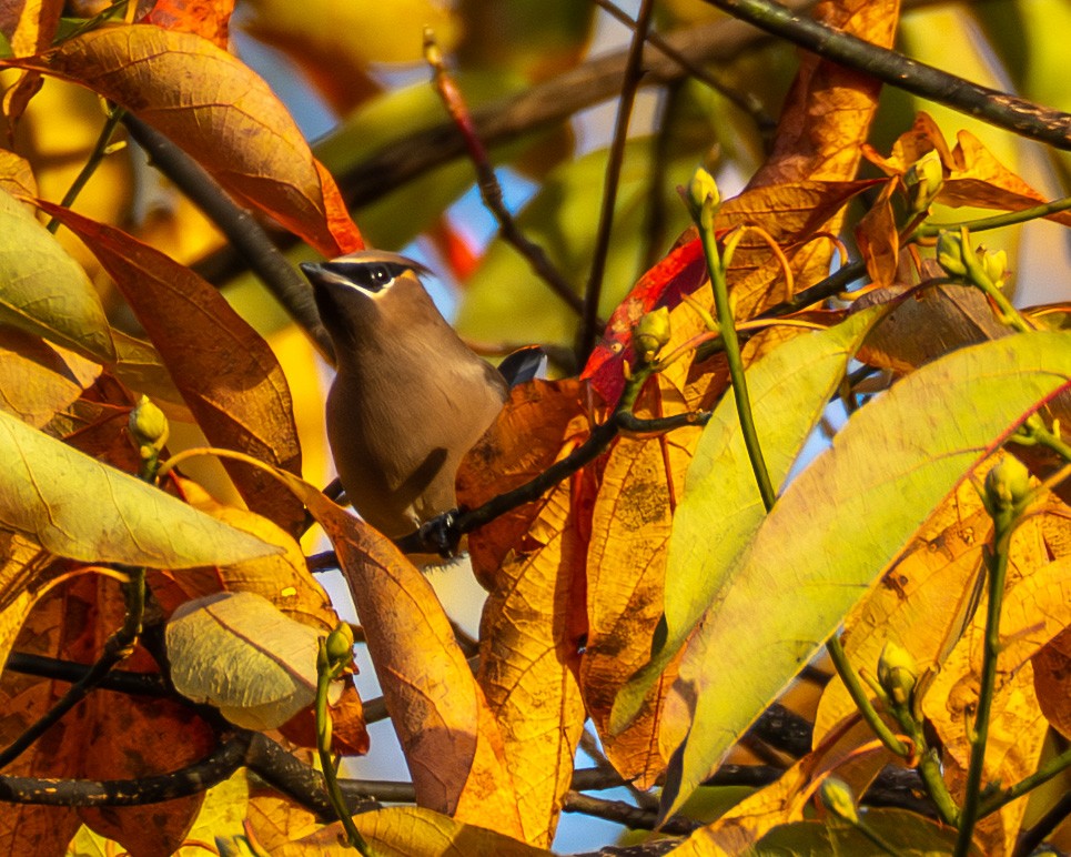 einersidensvans - ML644565489