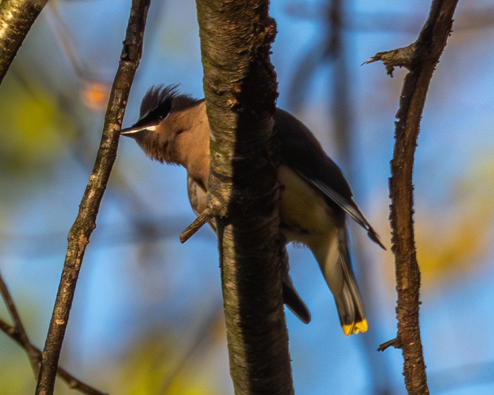 einersidensvans - ML644565492