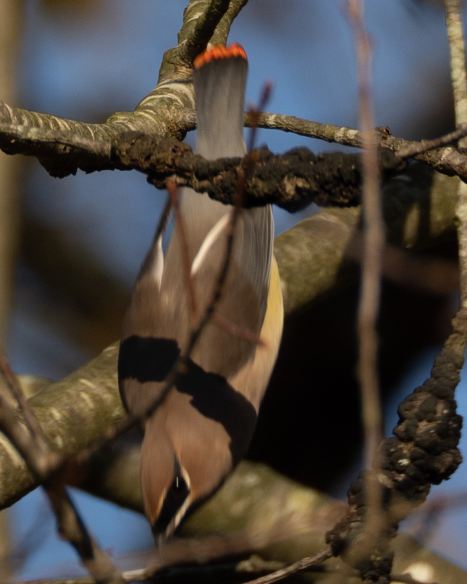 einersidensvans - ML644565493