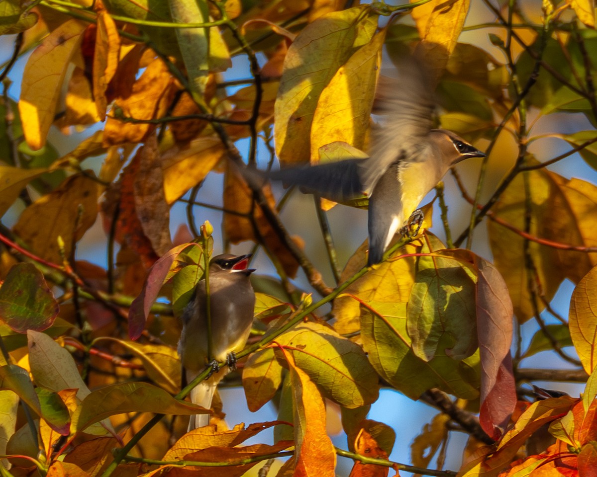 einersidensvans - ML644565494