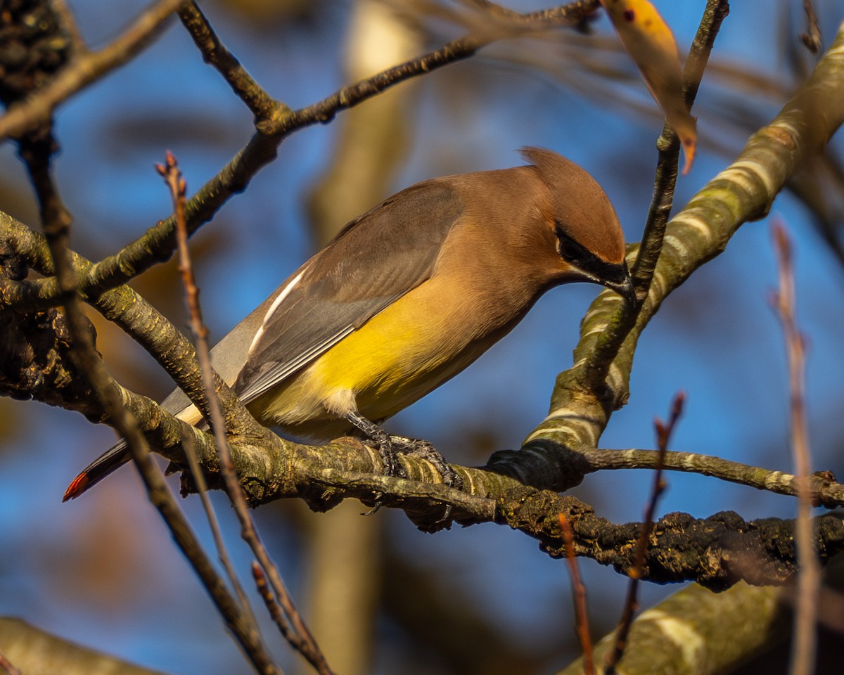 einersidensvans - ML644565496