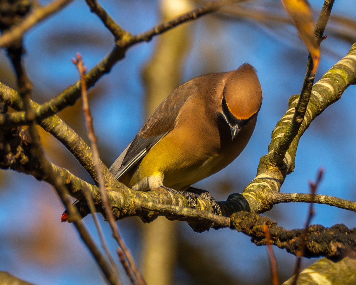 einersidensvans - ML644565497