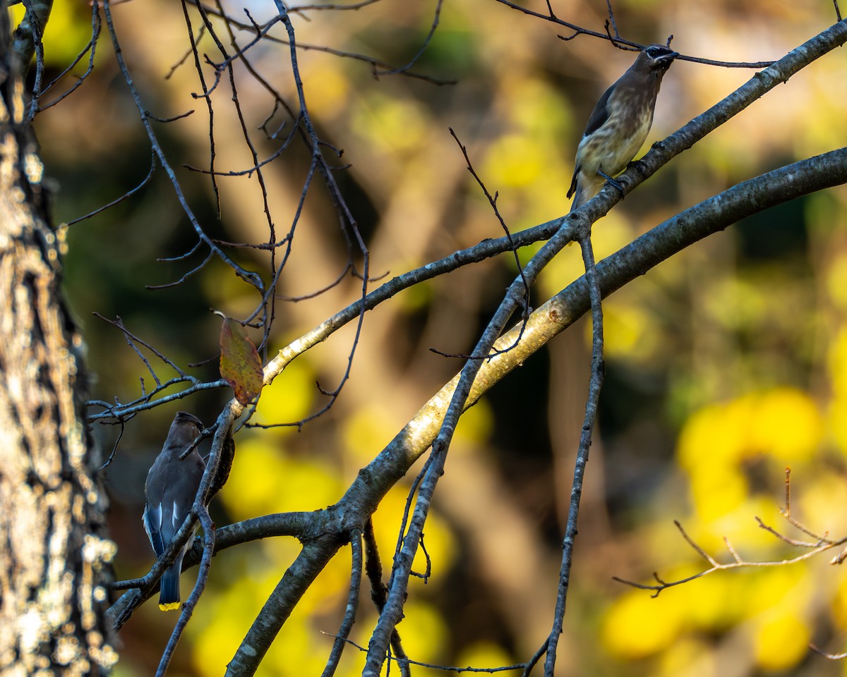 einersidensvans - ML644565498