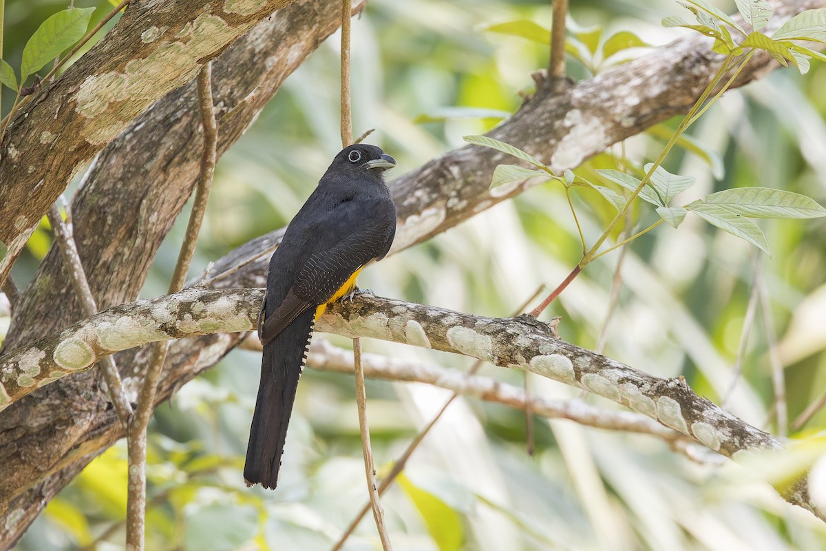 Green-backed Trogon - ML644565527