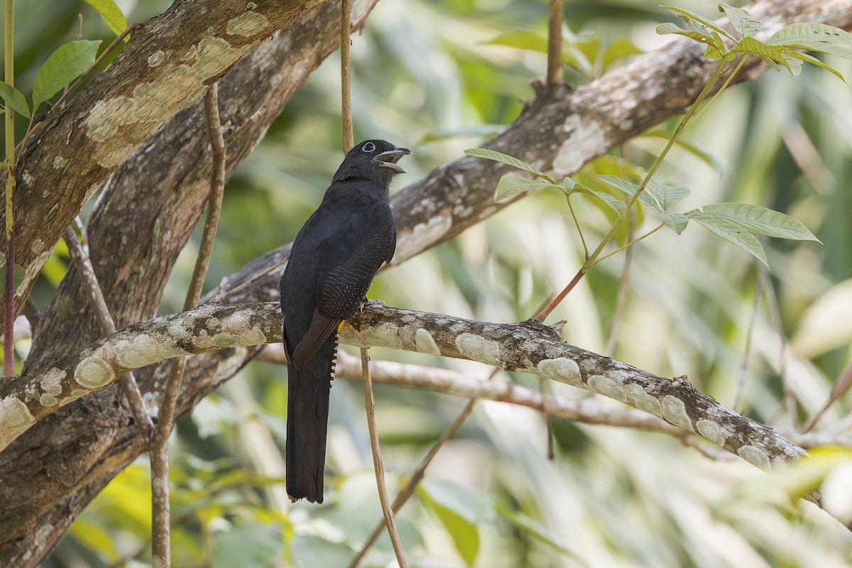 Green-backed Trogon - ML644565528