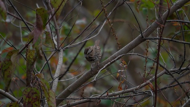 strnadec zpěvný - ML644565533