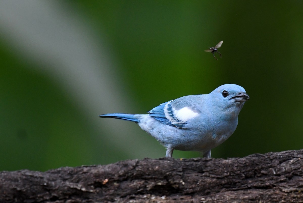 Blue-gray Tanager (White-edged) - ML644565535