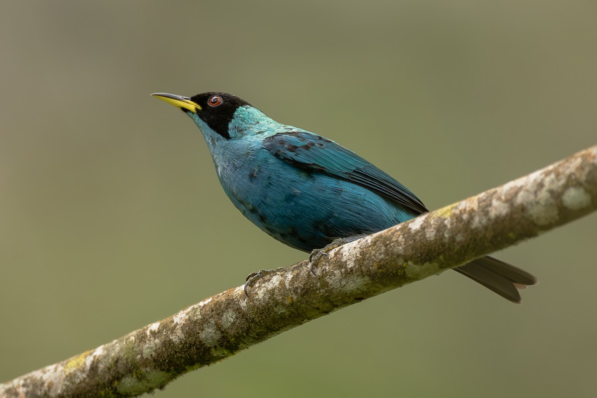 Green Honeycreeper - ML644565536