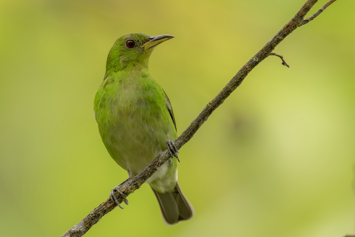 Green Honeycreeper - ML644565537