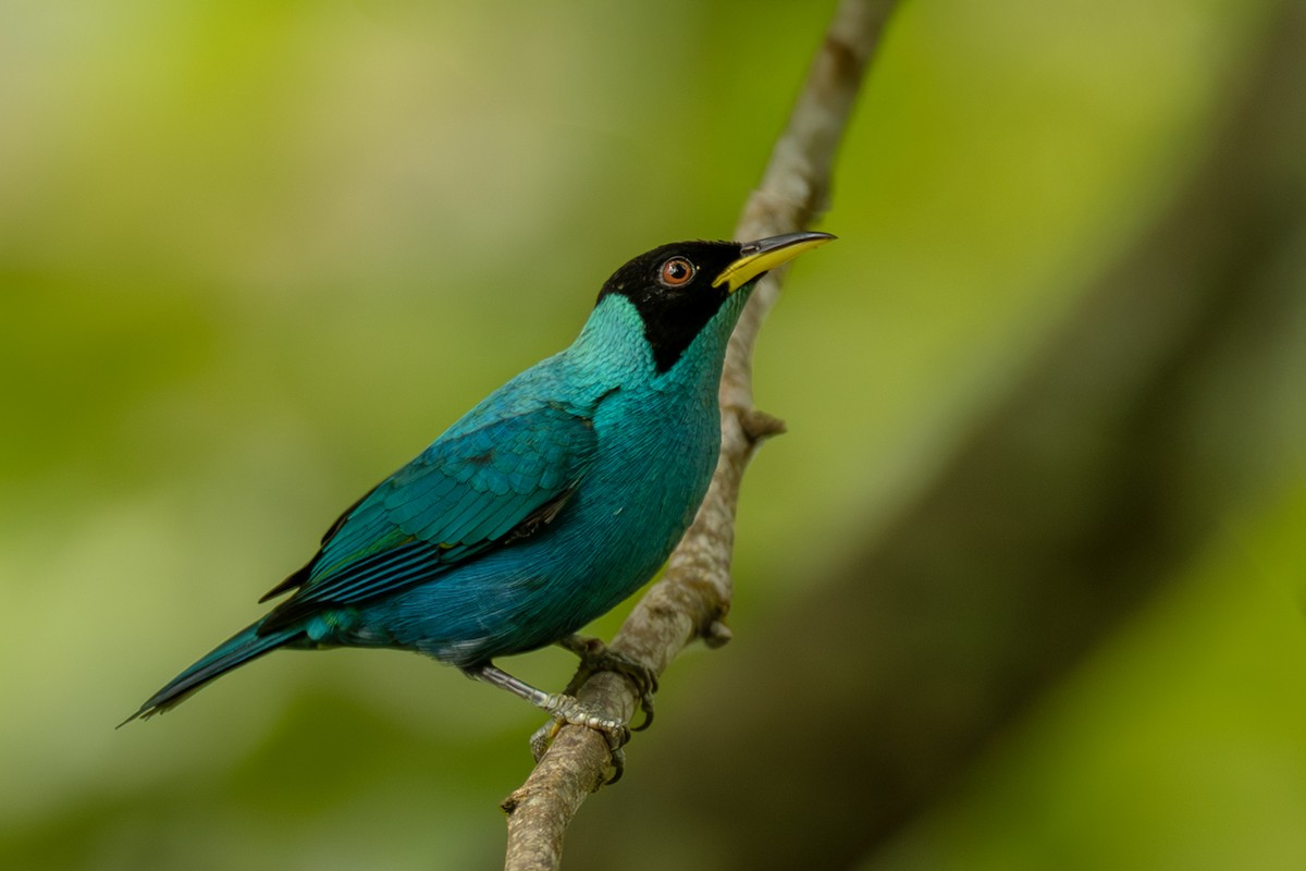 Green Honeycreeper - ML644565538