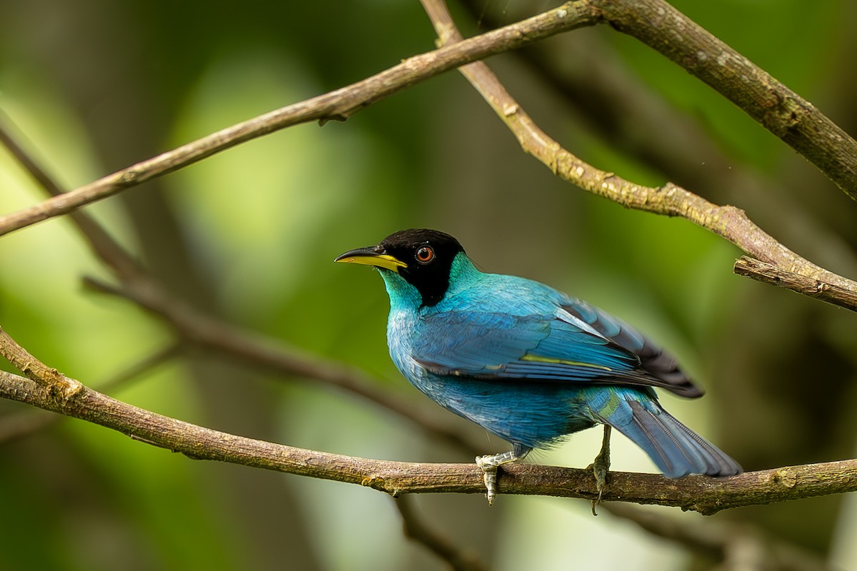 Green Honeycreeper - ML644565539