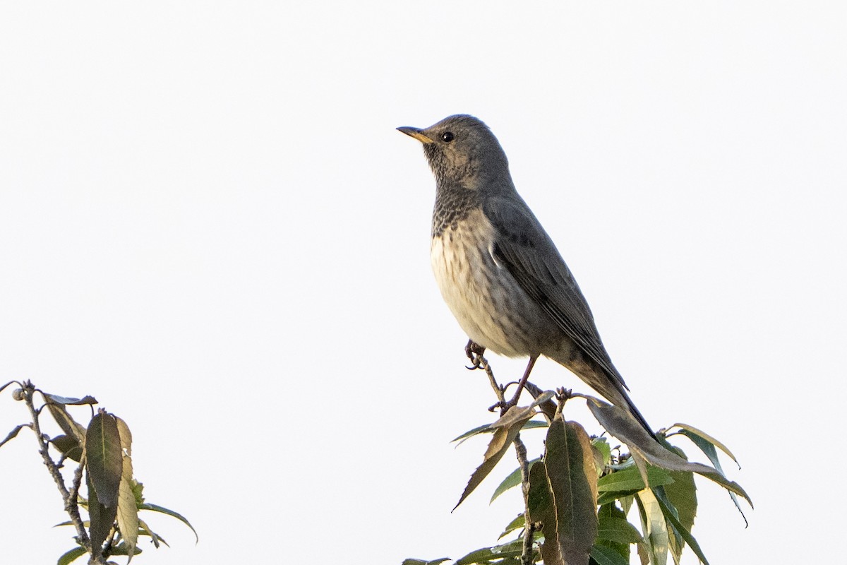 Дрізд чорноволий - ML644565544