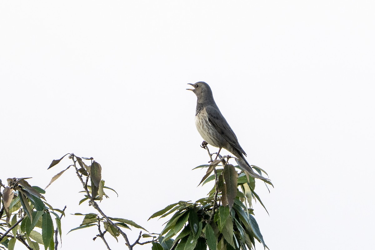 Дрізд чорноволий - ML644565546