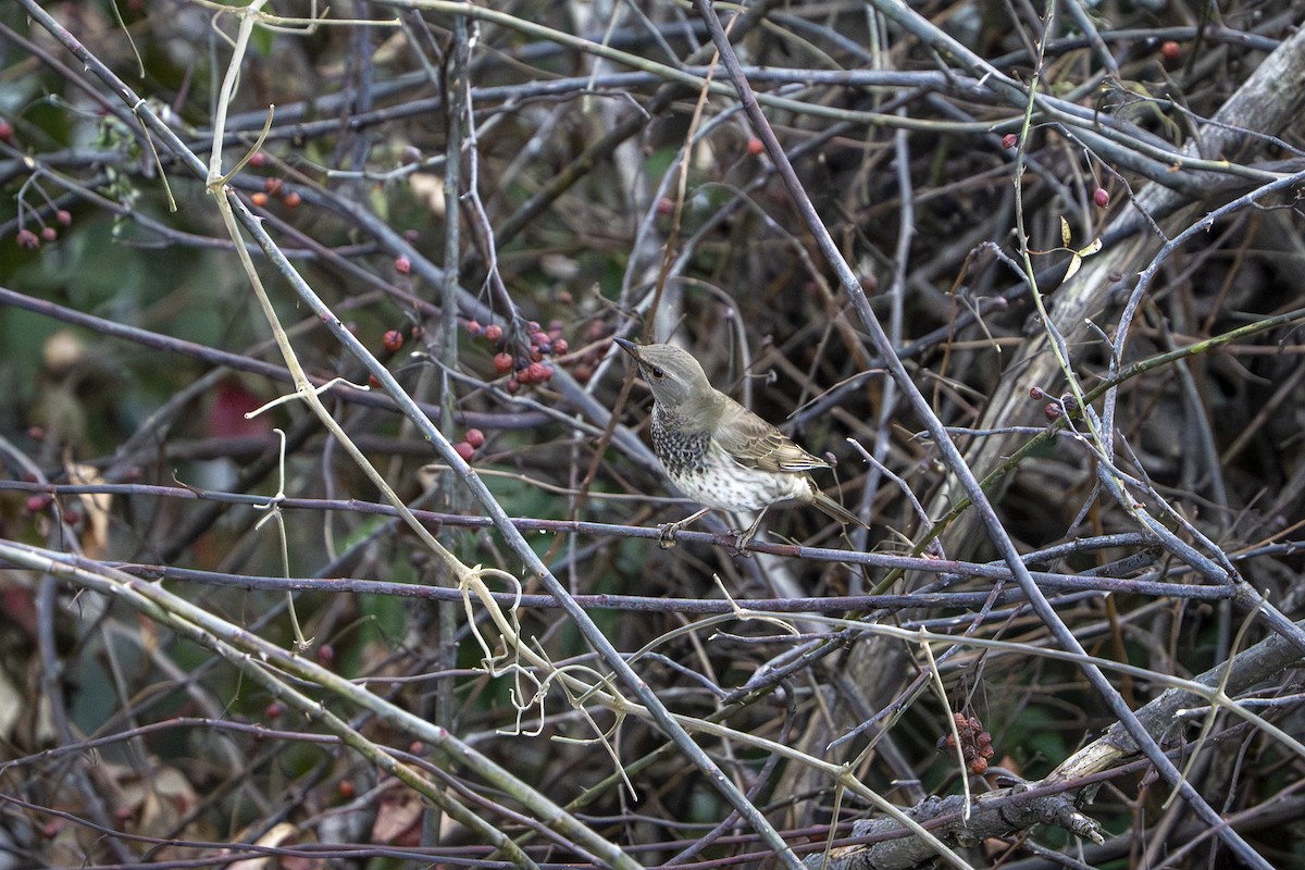 Дрізд чорноволий - ML644565547