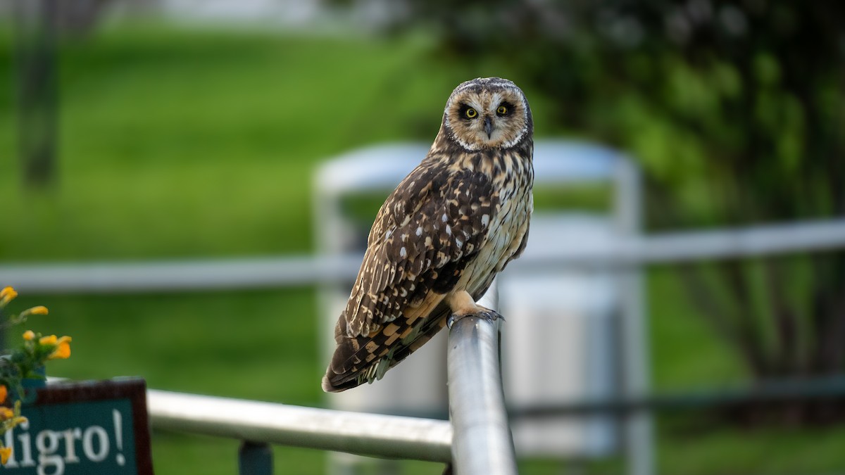 Short-eared Owl - ML644565548