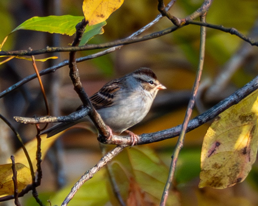 brunissespurv - ML644565553