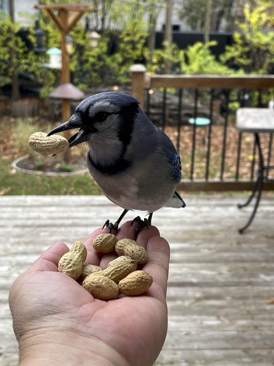 Сизойка блакитна - ML644565581