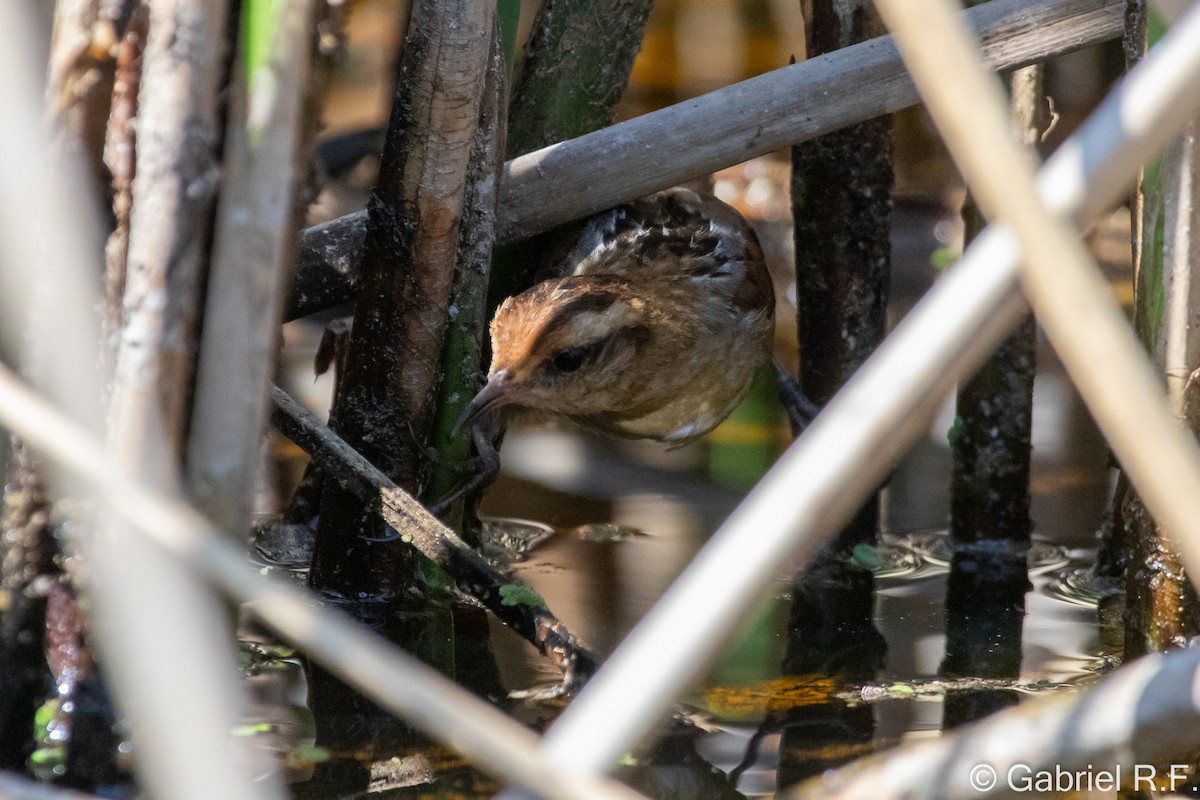 Wren-like Rushbird - ML644565585