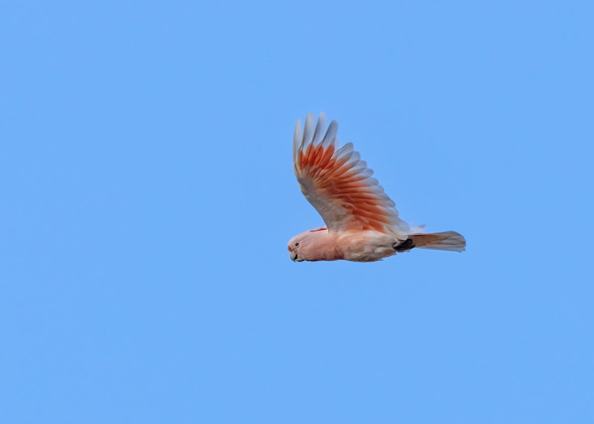 Pink Cockatoo - ML644565591