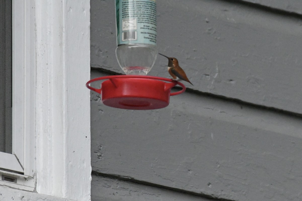 Rufous Hummingbird - ML644565599