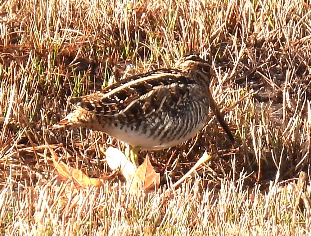 Wilson's Snipe - ML644565604