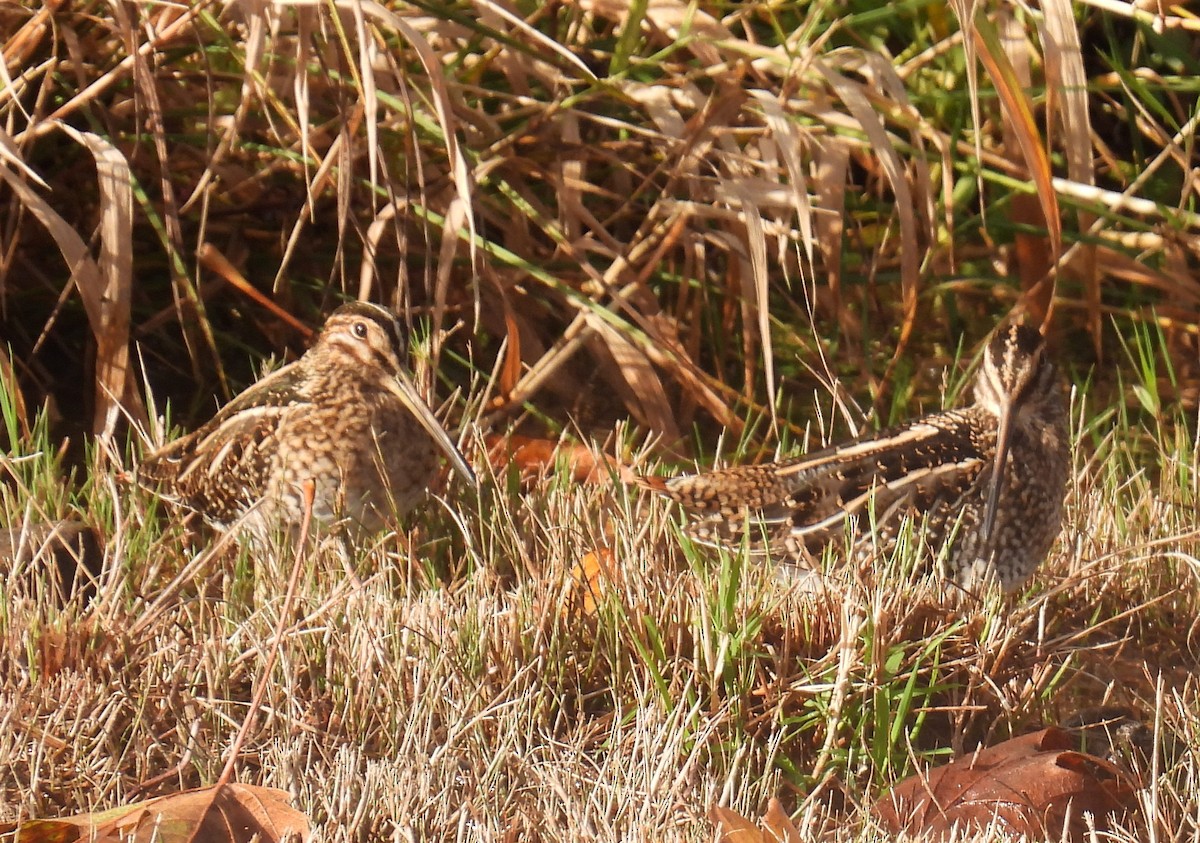 Wilson's Snipe - ML644565605