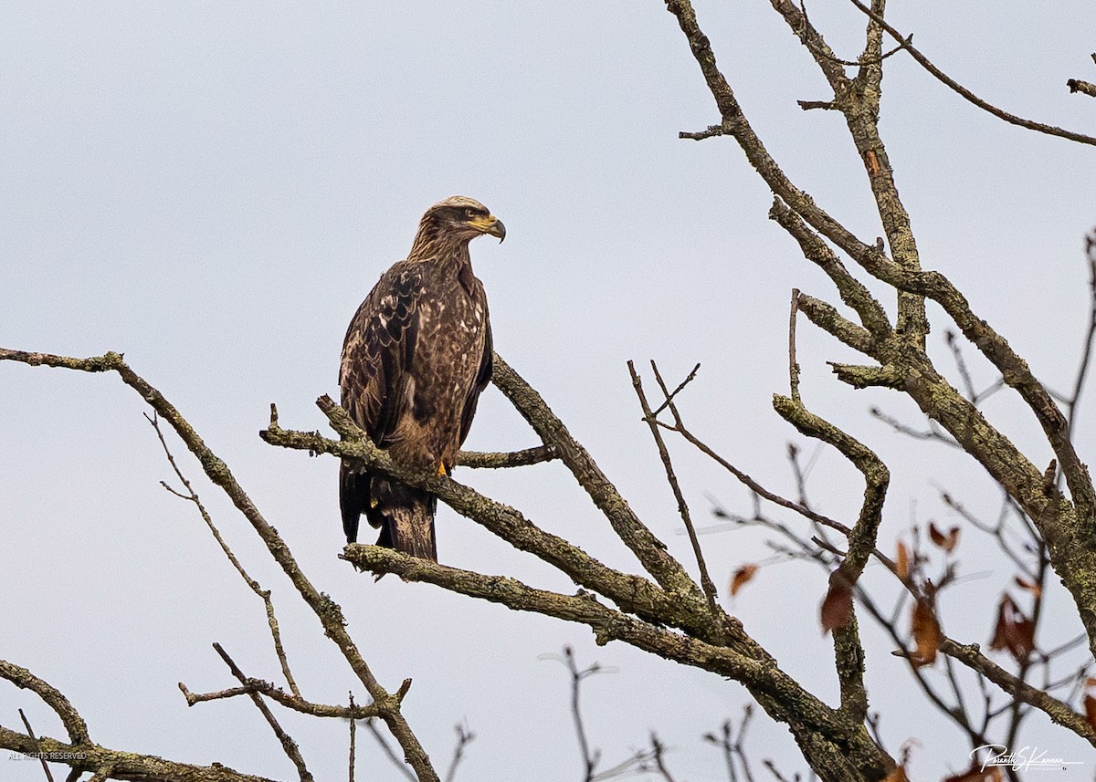 Bald Eagle - ML644565606